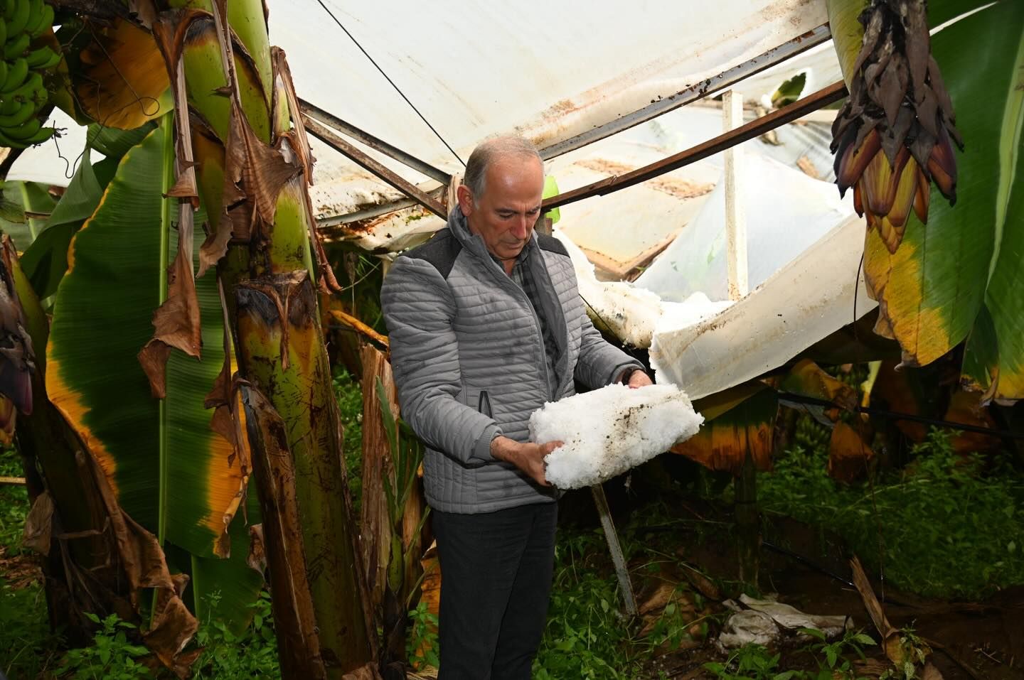Muzun başkenti Anamur’da dolu alarmı! Başkan Deniz üreticilerle bir arada