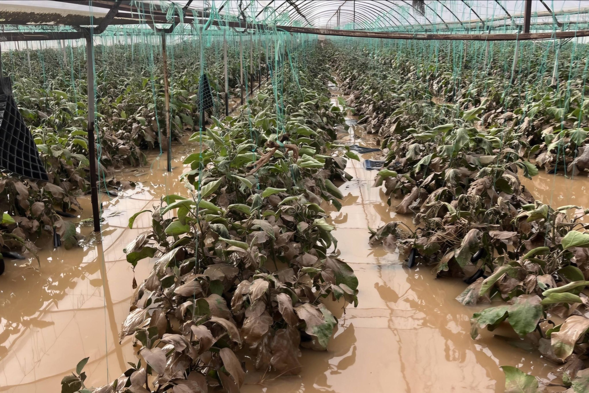 MERSİN İL TARIM MÜDÜRLÜĞÜ! SEL TUTANAĞI TUTULAMIYOR