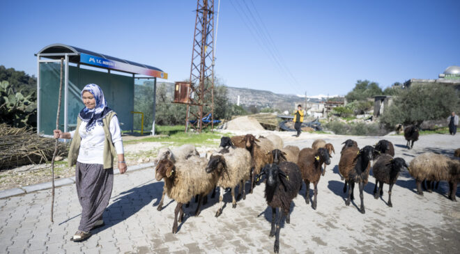 BÜYÜKŞEHİR’İN PROJESİNDE KUZULAR ARTTIKÇA ÜRETİCİNİN YÜZÜ GÜLÜYOR