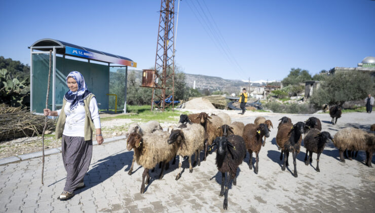 BÜYÜKŞEHİR’İN PROJESİNDE KUZULAR ARTTIKÇA ÜRETİCİNİN YÜZÜ GÜLÜYOR
