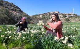 BÜYÜKŞEHİR ATIL ARAZİLERİ NERGİS SOĞANI İLE DEĞERLENDİRİYOR