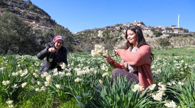 BÜYÜKŞEHİR ATIL ARAZİLERİ NERGİS SOĞANI İLE DEĞERLENDİRİYOR