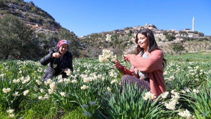 BÜYÜKŞEHİR ATIL ARAZİLERİ NERGİS SOĞANI İLE DEĞERLENDİRİYOR