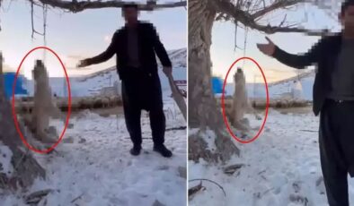 Çok yediği için köpeğini ağaca asıp öldüren şahıs tutuklandı