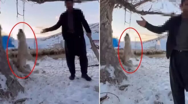 Çok yediği için köpeğini ağaca asıp öldüren şahıs tutuklandı