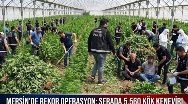 Mersin’de Dev Operasyon: Serada Binlerce Kök Kenevir Ele Geçirildi