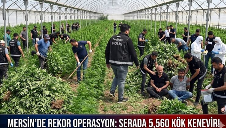 Mersin’de Dev Operasyon: Serada Binlerce Kök Kenevir Ele Geçirildi