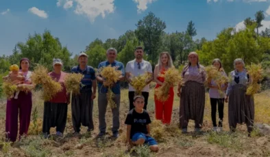 Mersin Büyükşehir Belediyesi Gülnar ilçesinde atalık nohut hasadını başlattı