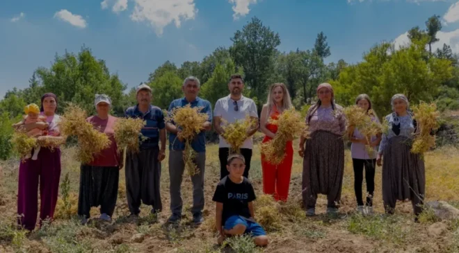Mersin Büyükşehir Belediyesi Gülnar ilçesinde atalık nohut hasadını başlattı