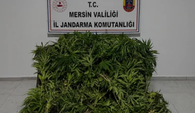Mersin Gülnar ilçesinde 1500 kök kenevir ele geçirildi