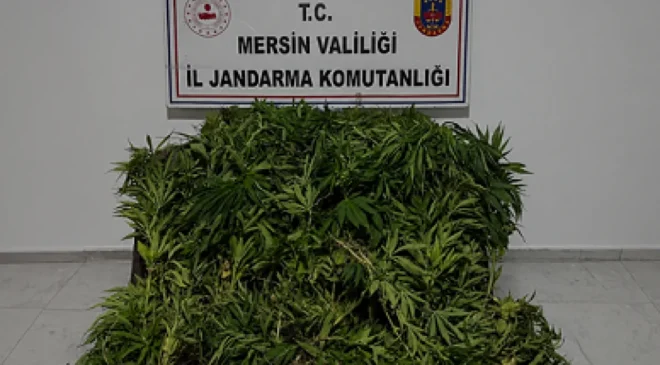 Mersin Gülnar ilçesinde 1500 kök kenevir ele geçirildi