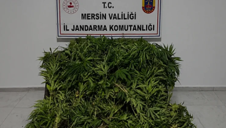 Mersin Gülnar ilçesinde 1500 kök kenevir ele geçirildi