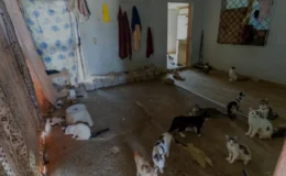 Mersin Yenişehirde Çöp Ev İhbarından 100 Kedi Çıktı