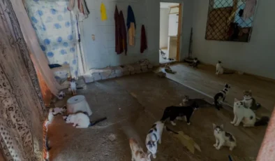 Mersin Yenişehirde Çöp Ev İhbarından 100 Kedi Çıktı