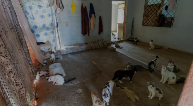 Mersin Yenişehirde Çöp Ev İhbarından 100 Kedi Çıktı