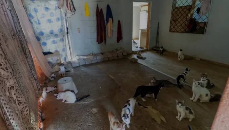 Mersin Yenişehirde Çöp Ev İhbarından 100 Kedi Çıktı