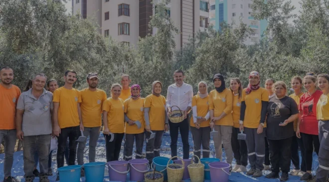 Mezitli Belediyesi Zeytin Hasadından Elde Edilen Geliri Burs Fonuna Aktaracak