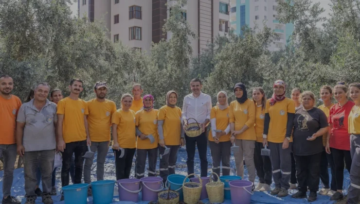 Mezitli Belediyesi Zeytin Hasadından Elde Edilen Geliri Burs Fonuna Aktaracak