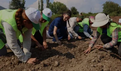 Toroslar Belediyesinden Alternatif Tarım Hamlesi Safran Ekimi Başladı