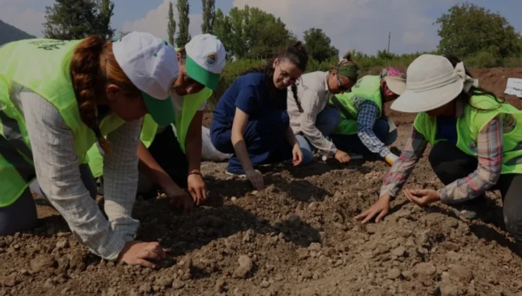 Toroslar Belediyesinden Alternatif Tarım Hamlesi Safran Ekimi Başladı